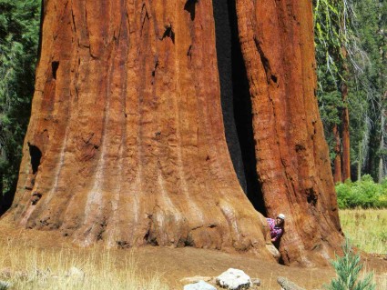 California-Giant-Sequoia-Tree-base.jpg