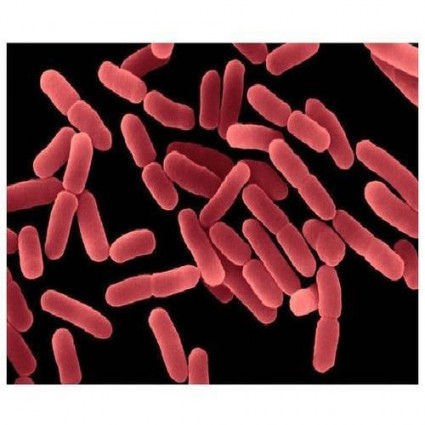 bacillus-subtilis-500x500.jpg