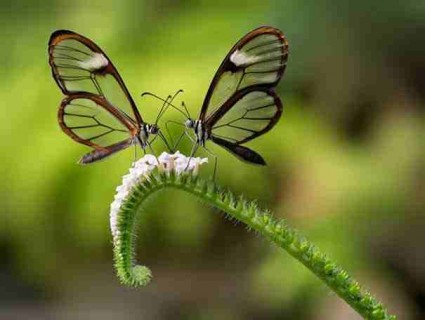 petalouda-me-diafana-ftera-10.jpg
