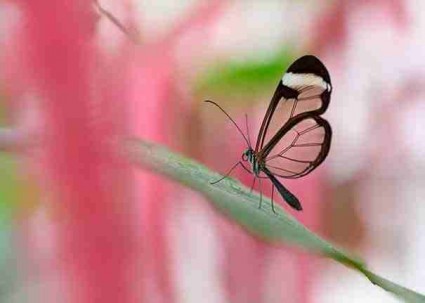 petalouda-me-diafana-ftera-04.jpg