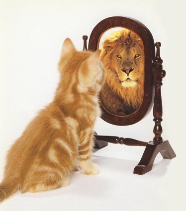 cat-with-mirror.jpg
