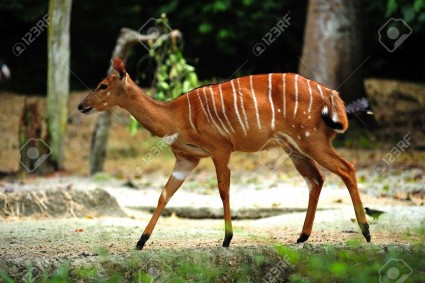 4196417-The-nyala-scientifically-known-as-tragelaphus-angasii-is-a-south-african-antelope-with-white-stripes-Stock-Photo.jpg