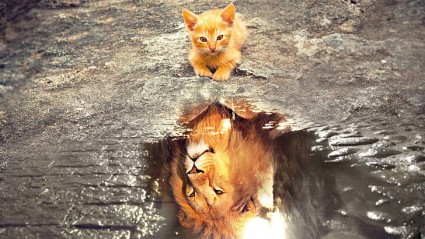 kitten-lion.jpg