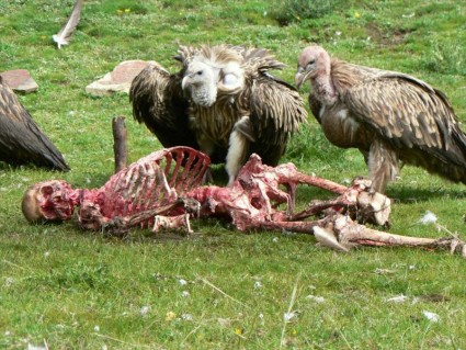 Vultures.jpg